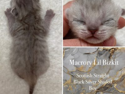 Image for Macrory Lil Bizkit