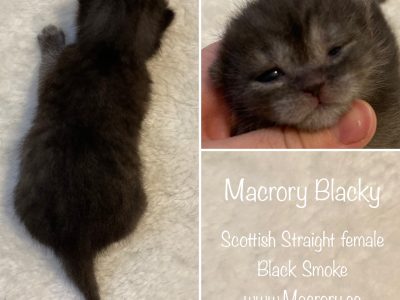 Image for Macrory Blacky