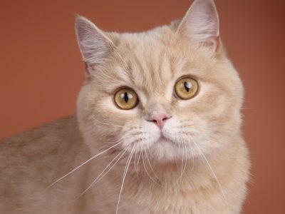 Image for Elizabete's Keanu of Macrory
