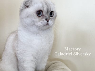 Image for Macrory Galadriel Silversky