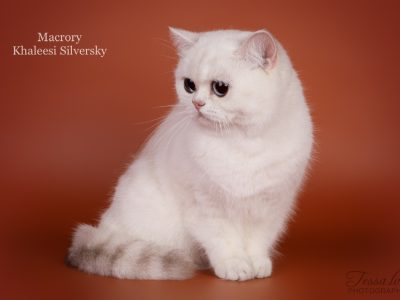 Image for Macrory Khaleesi Silversky