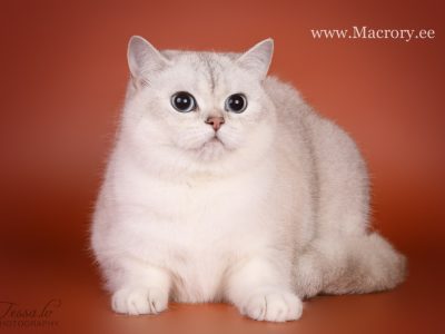 Image for Afina Lemberg Diamond of Macrory
