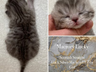 Image for Macrory Lucky