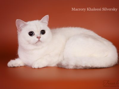 Image for Macrory Khaleesi Silversky