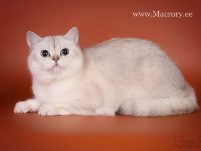 Image for Afina Lemberg Diamond of Macrory