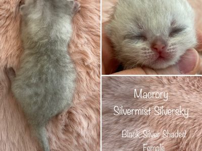 Image for Macrory Silvermist Silversky