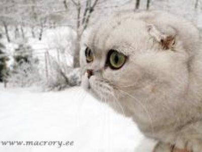 Absolu_Surprise_of_Macrory_12_months_1_260x173