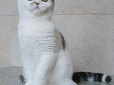Ambercats_X-Cellent_of_Macrory