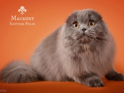 Basilio_Scottish_Fold_LH_6_months_1_520x347