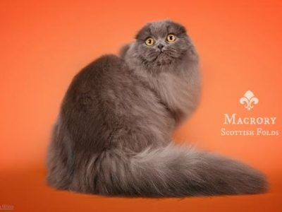 Basilio_Scottish_Fold_LH_6_months_2_520x347