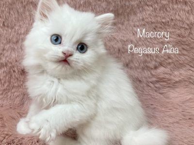 Image for Macrory Pegasus Alba