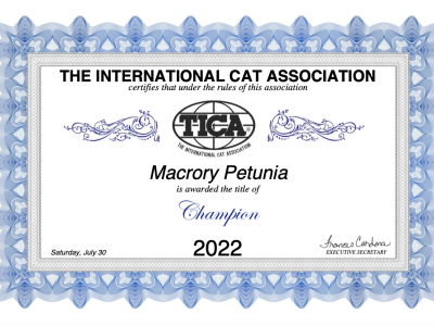 CH_MacroryPetunia
