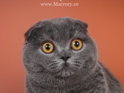 Image for Macrory Narnia