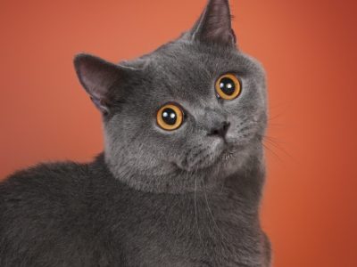 D4AB5EF5-554F-4CB9-9764-BC2E1550E34A