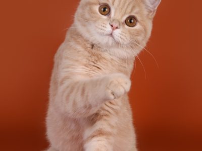 Image for Elizabete's Keanu of Macrory