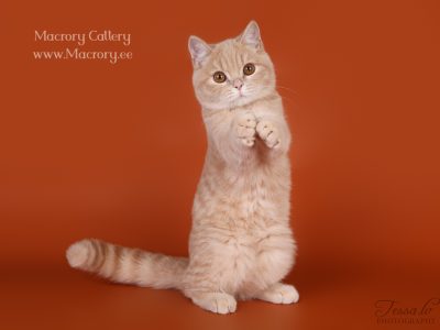 Image for Elizabete's Keanu of Macrory