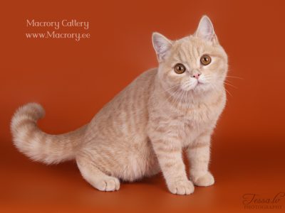 Image for Elizabete's Keanu of Macrory