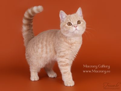 Image for Elizabete's Keanu of Macrory