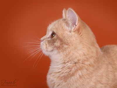 Image for Elizabete's Keanu of Macrory