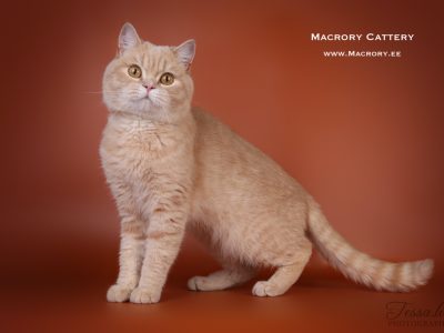 Image for Elizabete's Keanu of Macrory