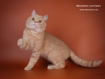 Image for Elizabete's Keanu of Macrory