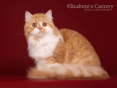 Image for Elizabete's Caprice III of Macrory