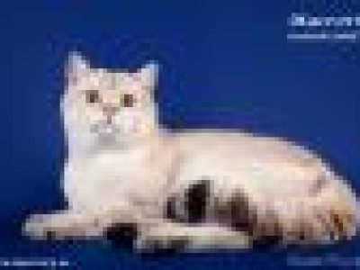 Geliocats_Velor_of_Macrory_1_year_260x173