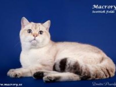 Geliocats_Velor_of_Macrory_1_year_260x173