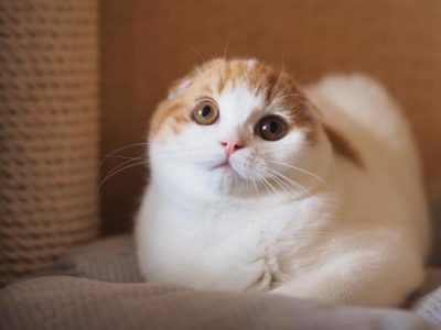 Glamisway_Aquila_Italiana_of_Macrory_Scottish_Fold_1_520x390