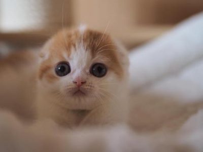 Glamisway_Aquila_Italiana_of_Macrory_Scottish_Fold_2_520x390