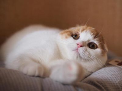 Glamisway_Aquila_Italiana_of_Macrory_Scottish_Fold_3_520x390