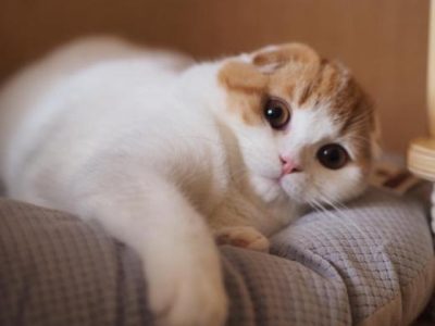 Glamisway_Aquila_Italiana_of_Macrory_Scottish_Fold_4_520x390