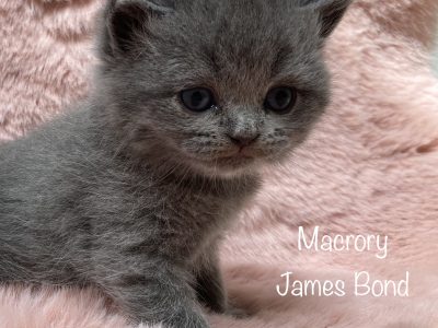 Image for Macrory James Bond