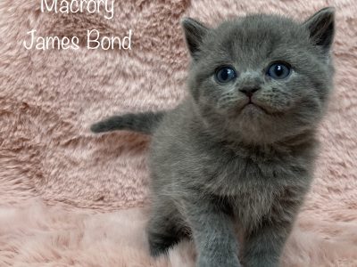 Image for Macrory James Bond