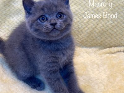 Macrory James Bond 7w