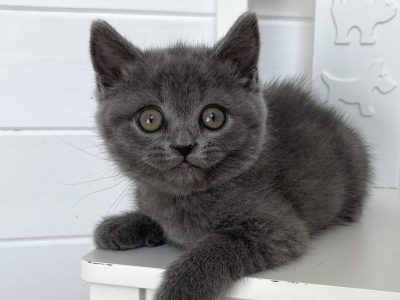 Macrory James Bond 8w