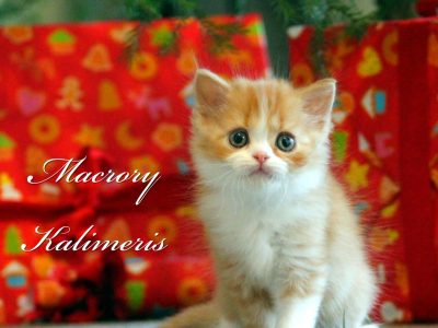 Macrory Kalimeris 6w (1)