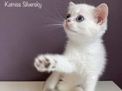 Image for Macrory Katniss Silversky