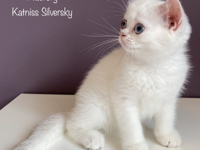 Image for Macrory Katniss Silversky