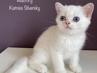 Image for Macrory Katniss Silversky