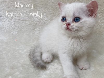 Macrory Katniss Silversky 8w
