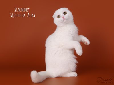 Image for Macrory Michelia Alba