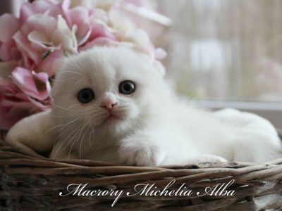 Macrory Michelia Alba 5w Scottish Fold white