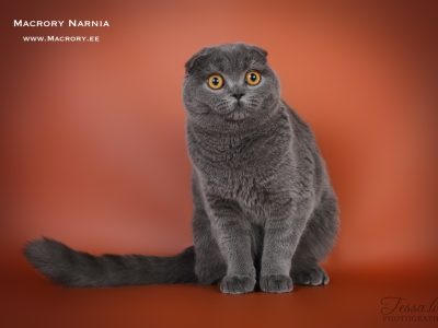 Image for Macrory Narnia