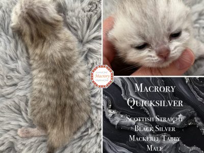 Macrory Quicksilver 1w