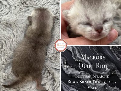 Macrory Quiet Rion 1w