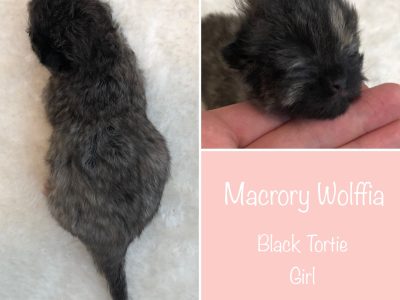 Macrory Wolffia 1w
