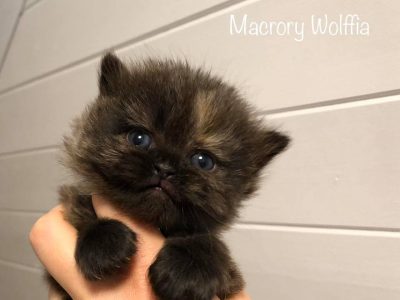 Macrory Wolffia 3w