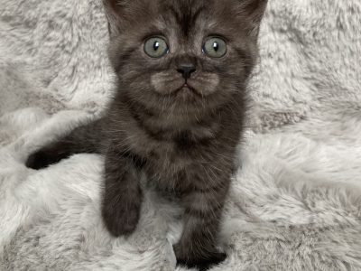 MacroryBlacky6w