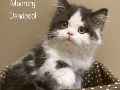 MacroryDeadpool10w